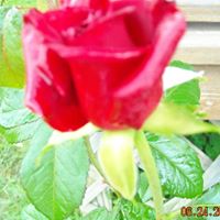 Barbara Sheppard Photo 36