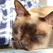Leroy Brown Photo 18