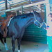 Julie Davie Photo 10