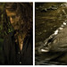 Forest Lucas Photo 3