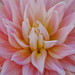 Arlene Flowers Photo 8