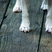 Susan Plank Photo 19