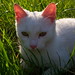 John Feher Photo 7