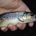 James Trout Photo 29