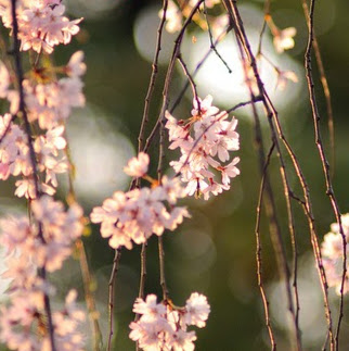 Ruth Cook Photo 23