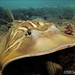 Ray Phillips Photo 41
