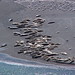 April Seal Photo 15