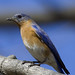 Chris Bird Photo 31