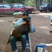Jerry Ruger Photo 4