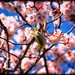 David Plum Photo 17