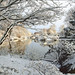 Shannon Rhoades Photo 7