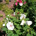 Sharon Hardy Photo 20
