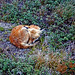 Christopher Fox Photo 15