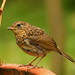 Robin Younger Photo 16