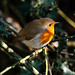 Robin Kelsey Photo 13