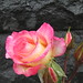 Nancy Steen Photo 16