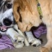 Ginger Foster Photo 22