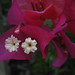 Joy John Photo 14
