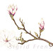 Ann Swan Photo 23