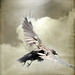 Jenny Crow Photo 20
