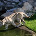 Tiger Swan Photo 12
