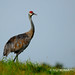 Morris Crane Photo 7