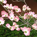 Barbara Woodruff Photo 16