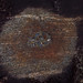Mark Tribble Photo 27