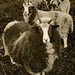 Andrew Jacobs Photo 16