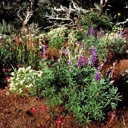 Joyce Allen Photo 43
