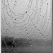 Lluvia Rodriguez Photo 16