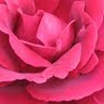 Debra Cole Photo 49