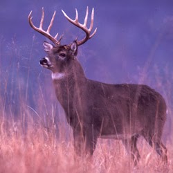 John Ponder Photo 26