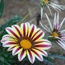Heather Newton Photo 27
