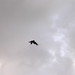 Jonathan Crow Photo 12