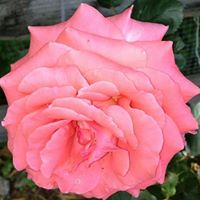 Deborah Mackey Photo 7