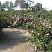 Deborah Dillon Photo 23