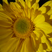 Gerardo Gomez Photo 35