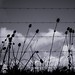Francis Mckay Photo 8