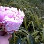 Teresa Hillis Photo 15