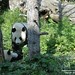 Yang Fu Photo 17
