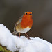 Robin Snow Photo 16