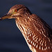 Michael Heron Photo 2