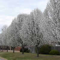 Gail Inman Photo 6