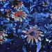 Susan Fuller Photo 41