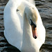 Charles Swan Photo 33