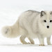 Stephen Fox Photo 26