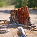 Melissa Roper Photo 17