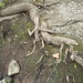 Ann Root Photo 30