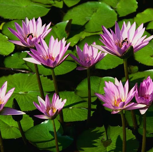 Phuc Phan Photo 11
